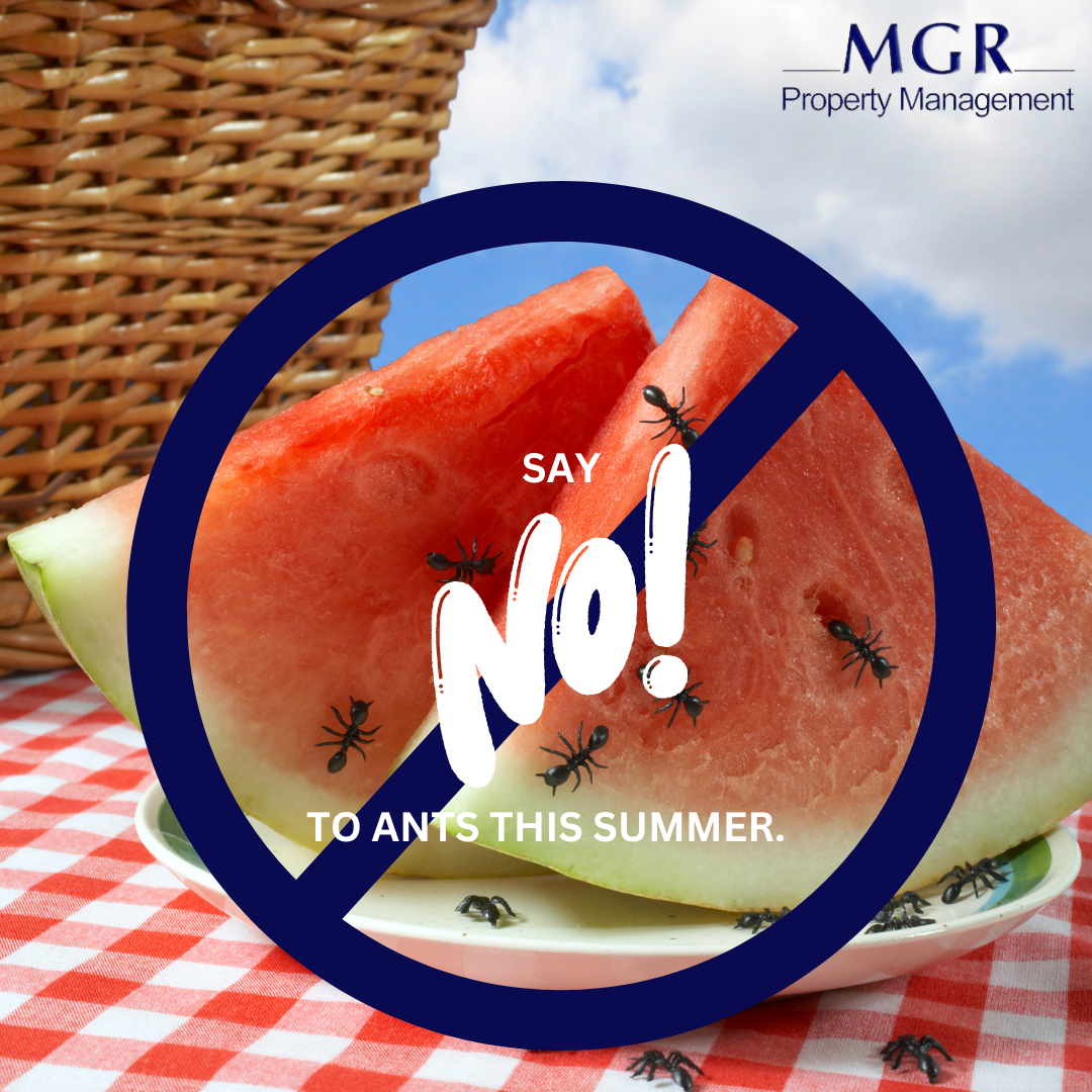 MGR-SUMMER ANTS